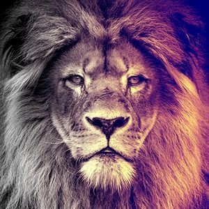 Meet your Posher, Brady